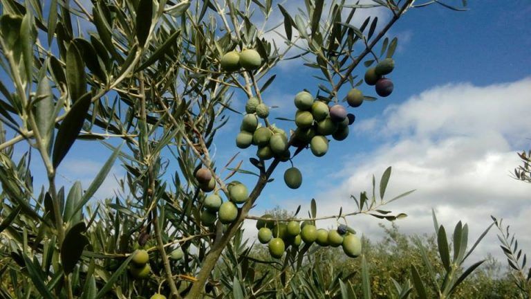 Aceite de oliva Sotoserrano